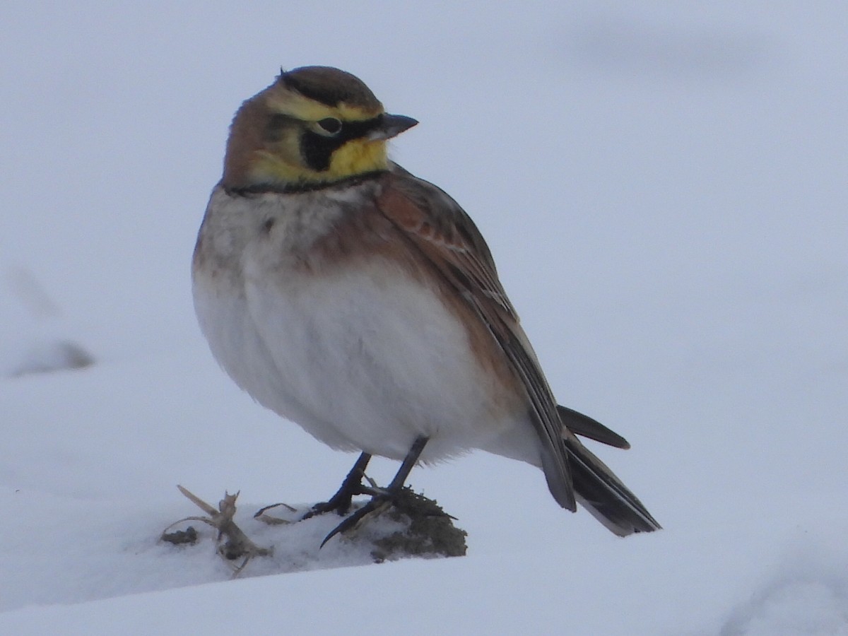 Horned Lark - ML646871024
