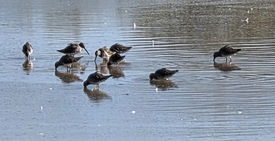 Long-billed Dowitcher - ML646871025