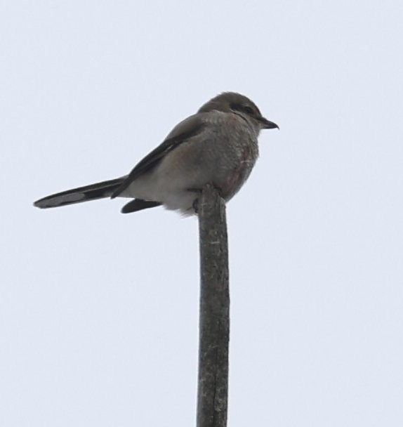 Northern Shrike - ML646871026
