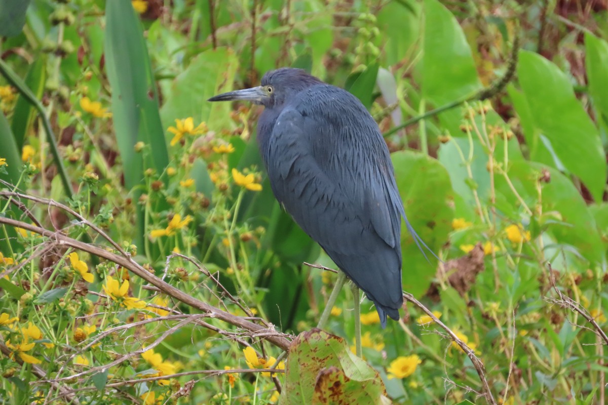 Blaureiher - ML646871027