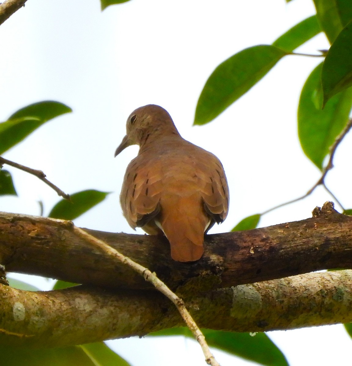 Ruddy Ground Dove - ML646871028
