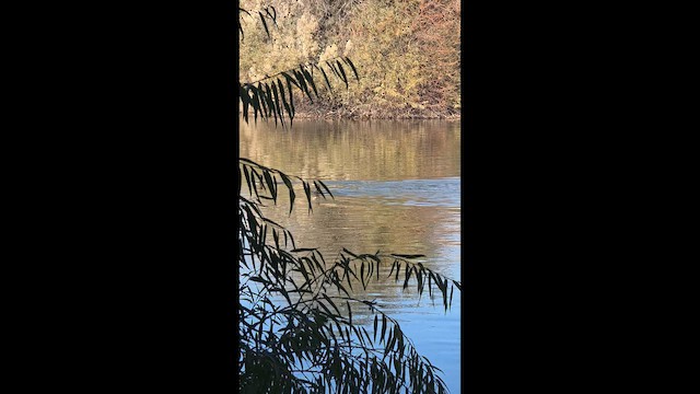 Neotropic Cormorant - ML646871031