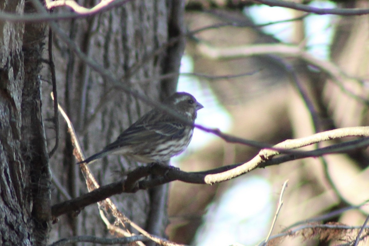 Purple Finch - ML646871033