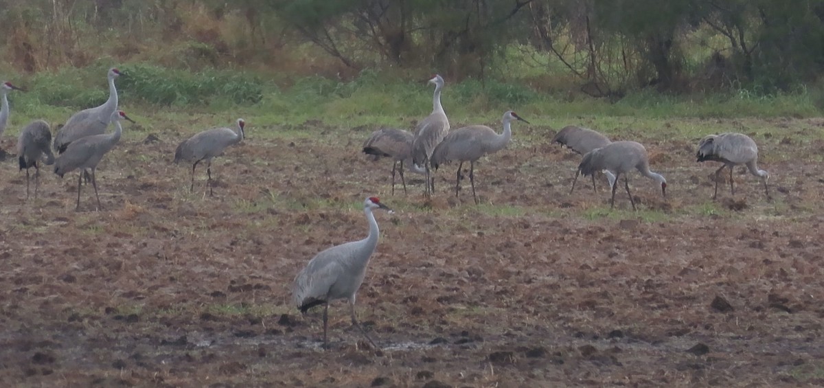 Grulla Canadiense - ML646871034