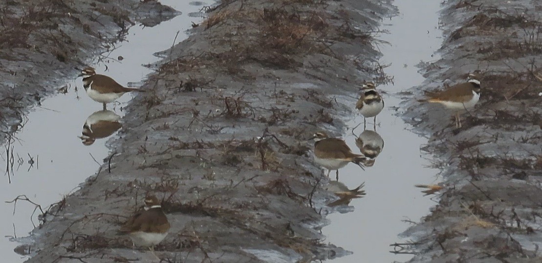 Chorlitejo Culirrojo - ML646871035