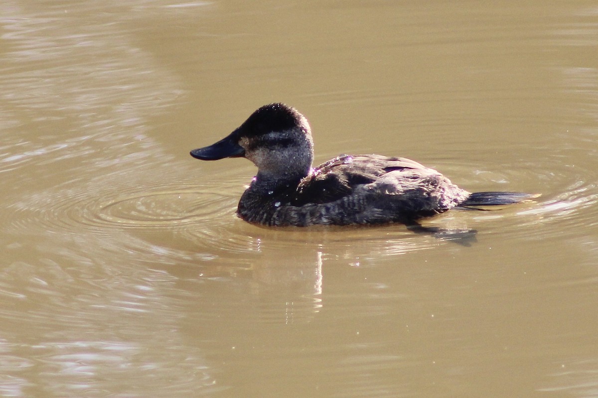 Савка американська - ML646871041