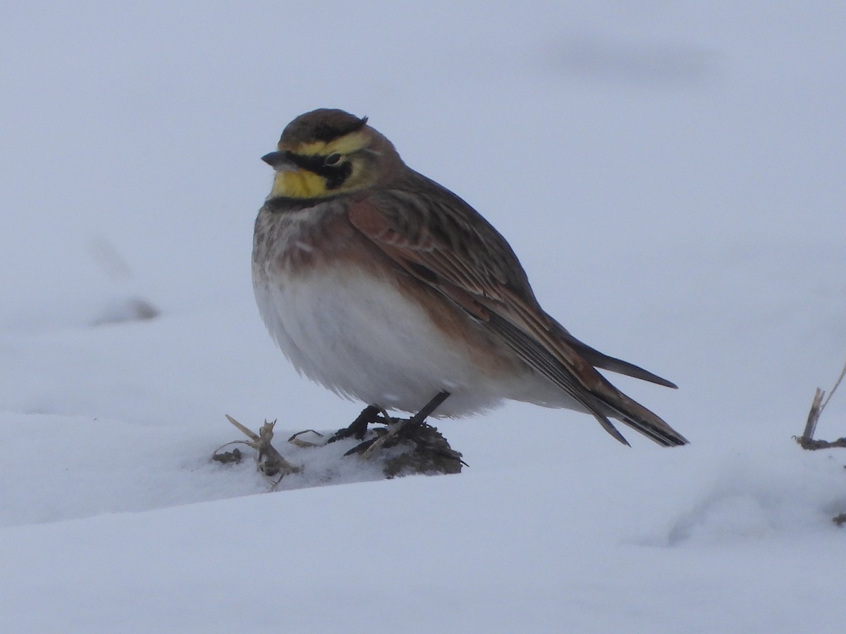 Alondra Cornuda - ML646871042