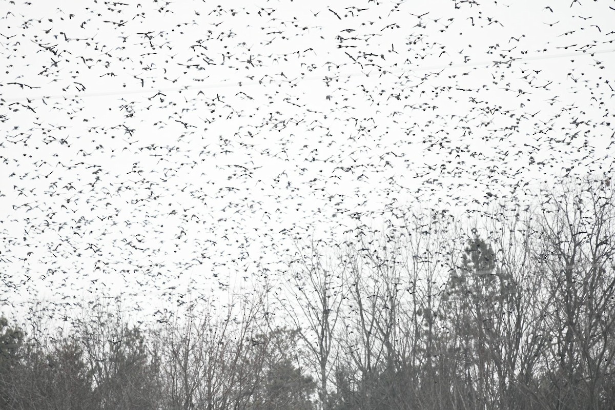 Icteridae sp. - ML646871043