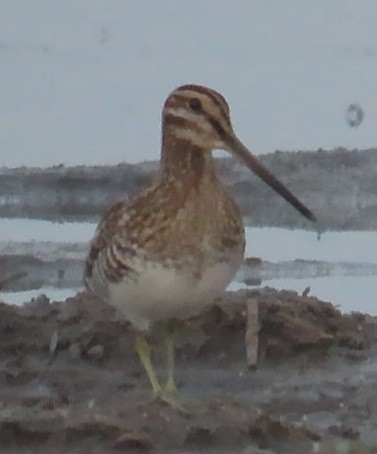 Agachadiza de Wilson - ML646871044