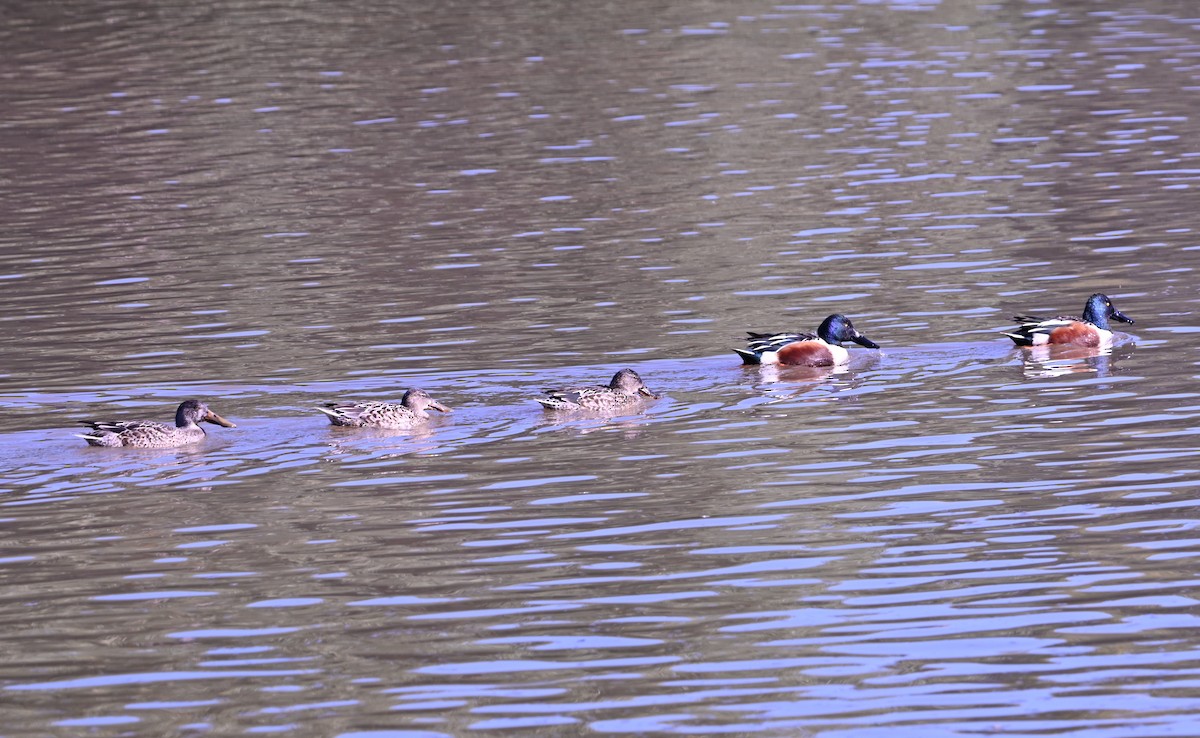 מרית צפונית - ML646871046