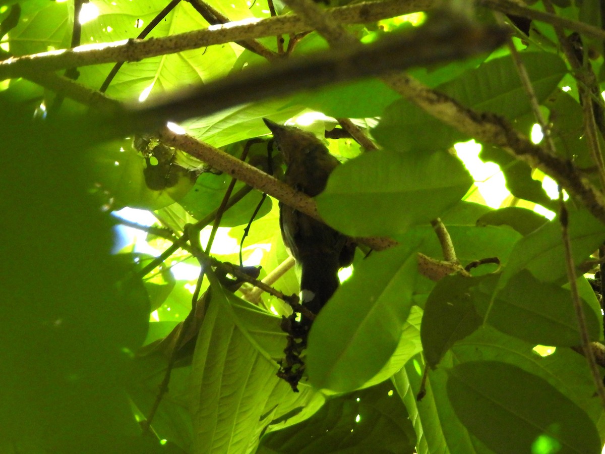 Gray Antbird - ML646871047
