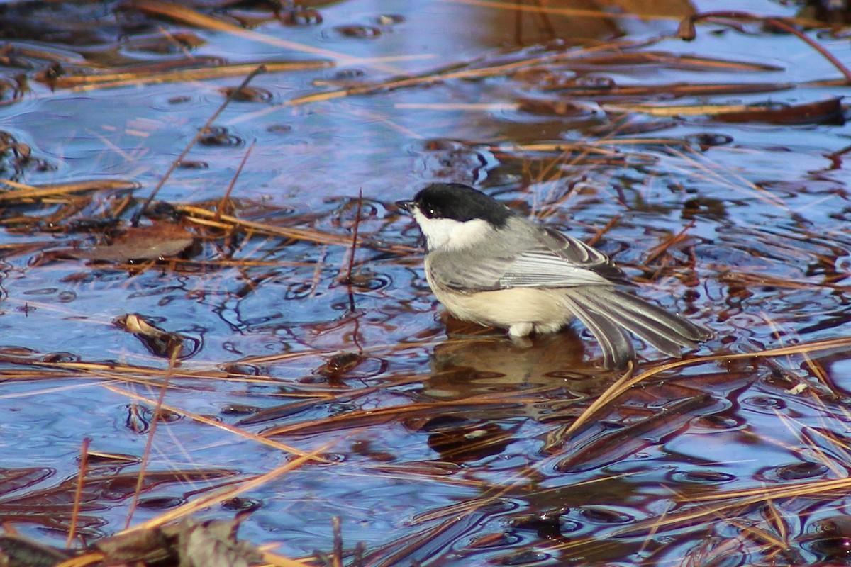 Carolina Chickadee - ML646871048
