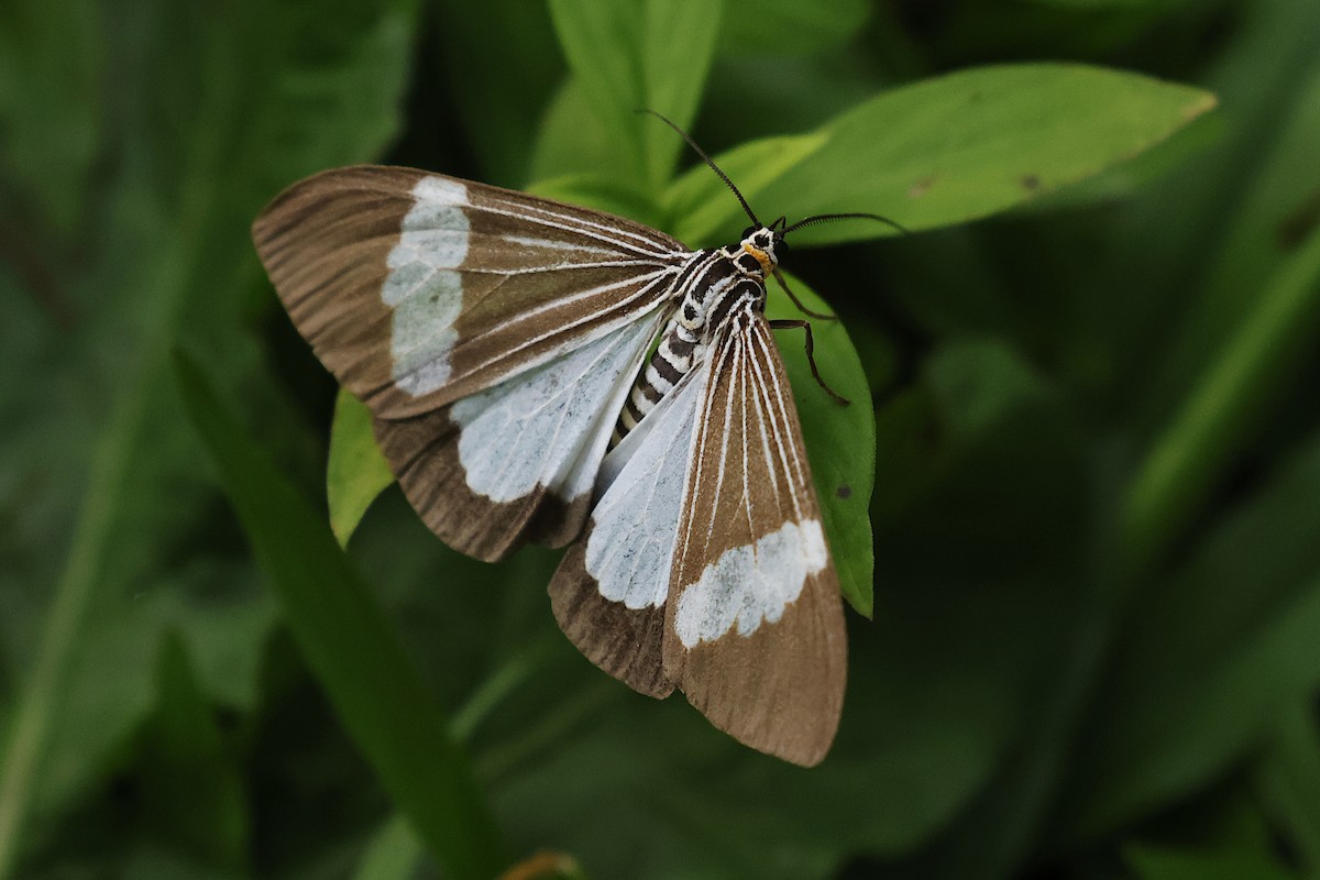 Asian Magpie Moth - ML646871050