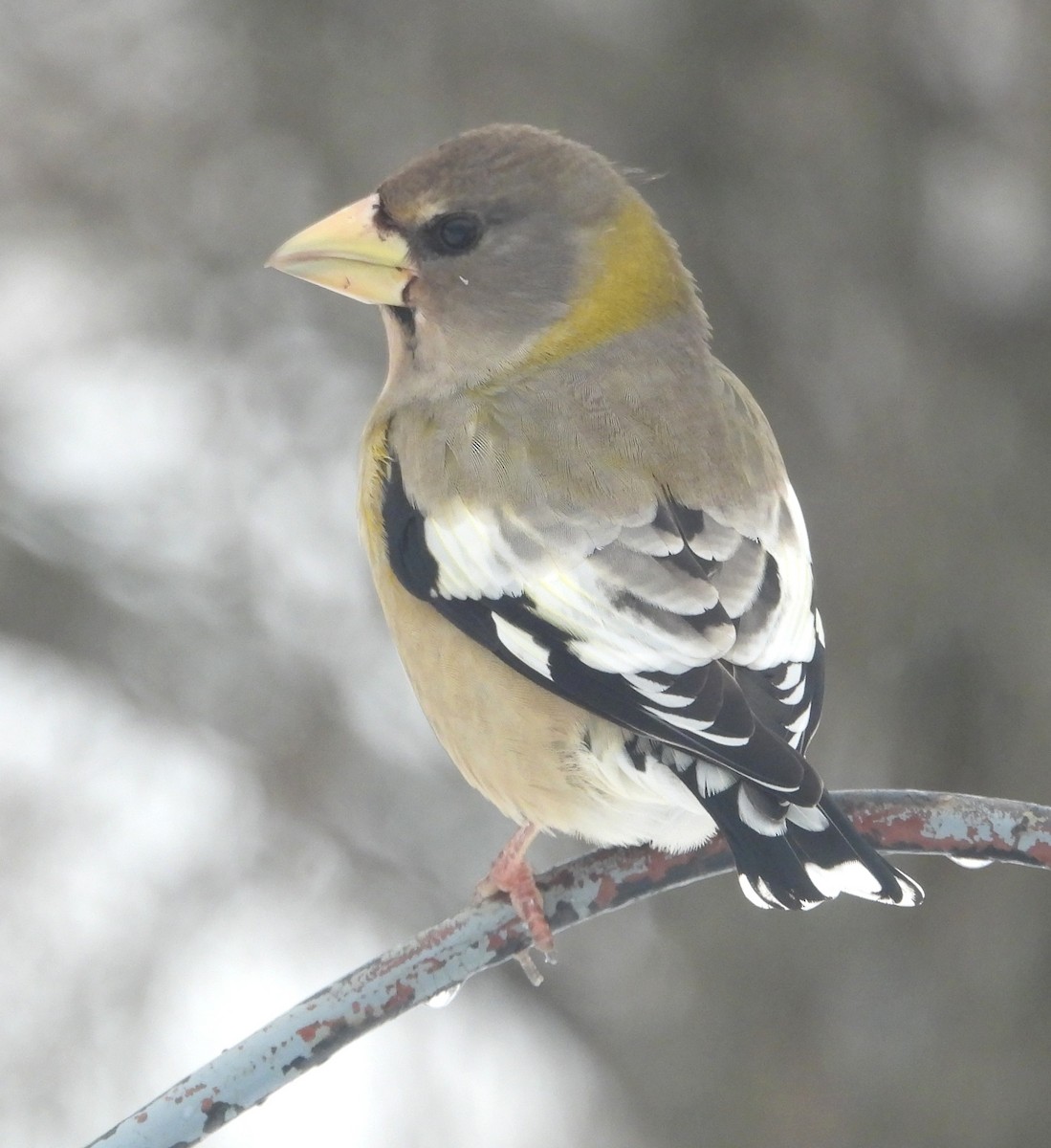 עב-מקור ערב - ML646871051