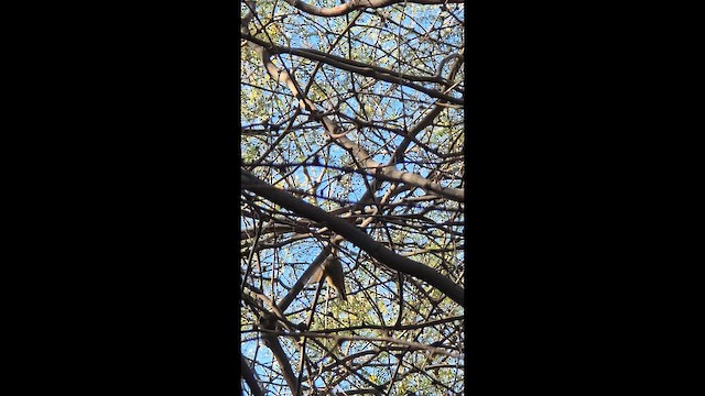 Ruby-crowned Kinglet - ML646871054