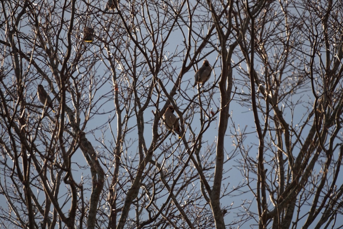 黃連雀 - ML646871057