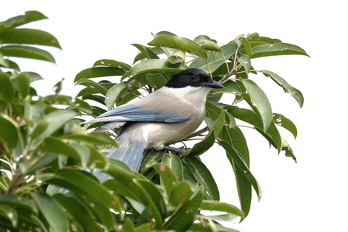 Azure-winged Magpie - ML646871059