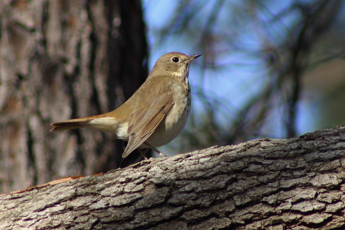 チャイロコツグミ - ML646871061