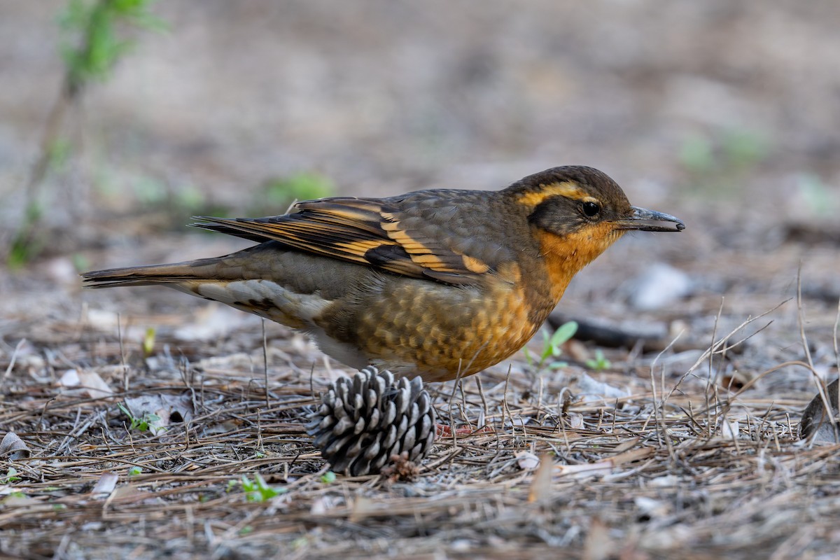 ムナオビツグミ - ML646871063