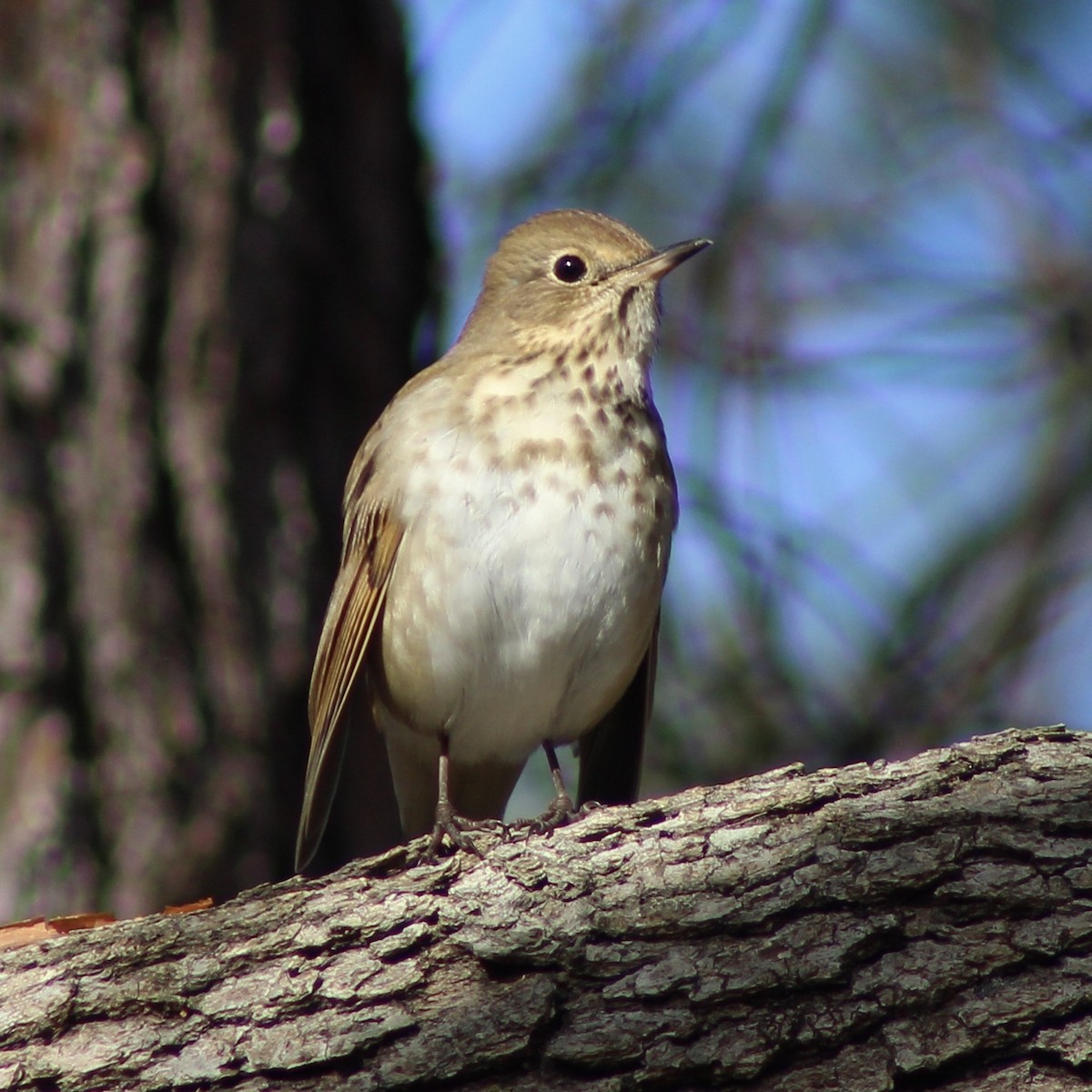 チャイロコツグミ - ML646871064