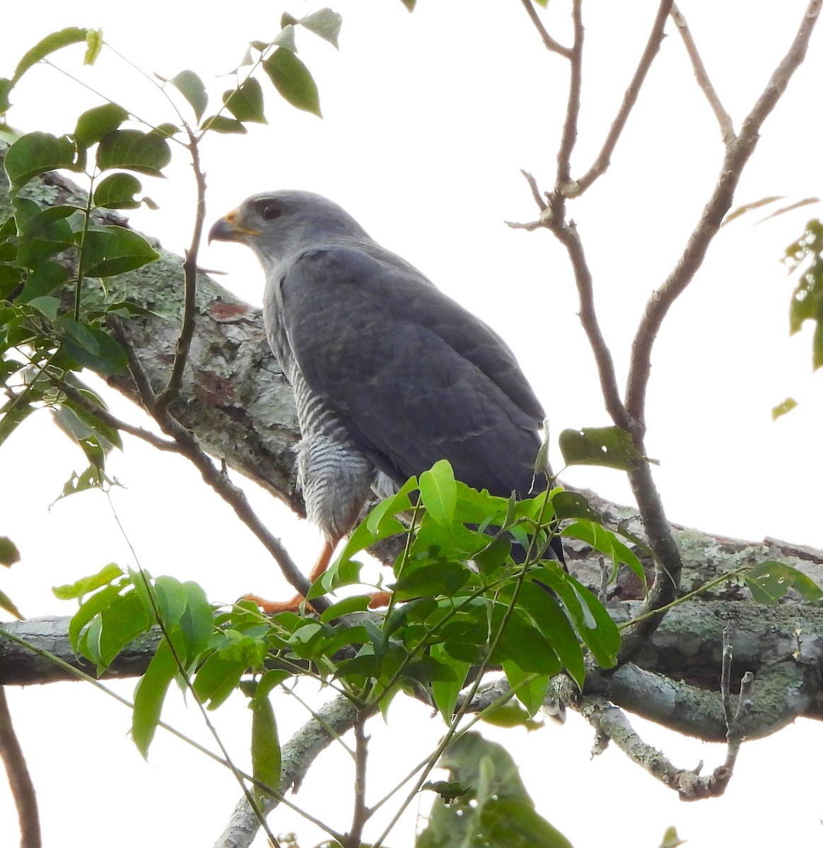 nordgråvåk - ML646871066