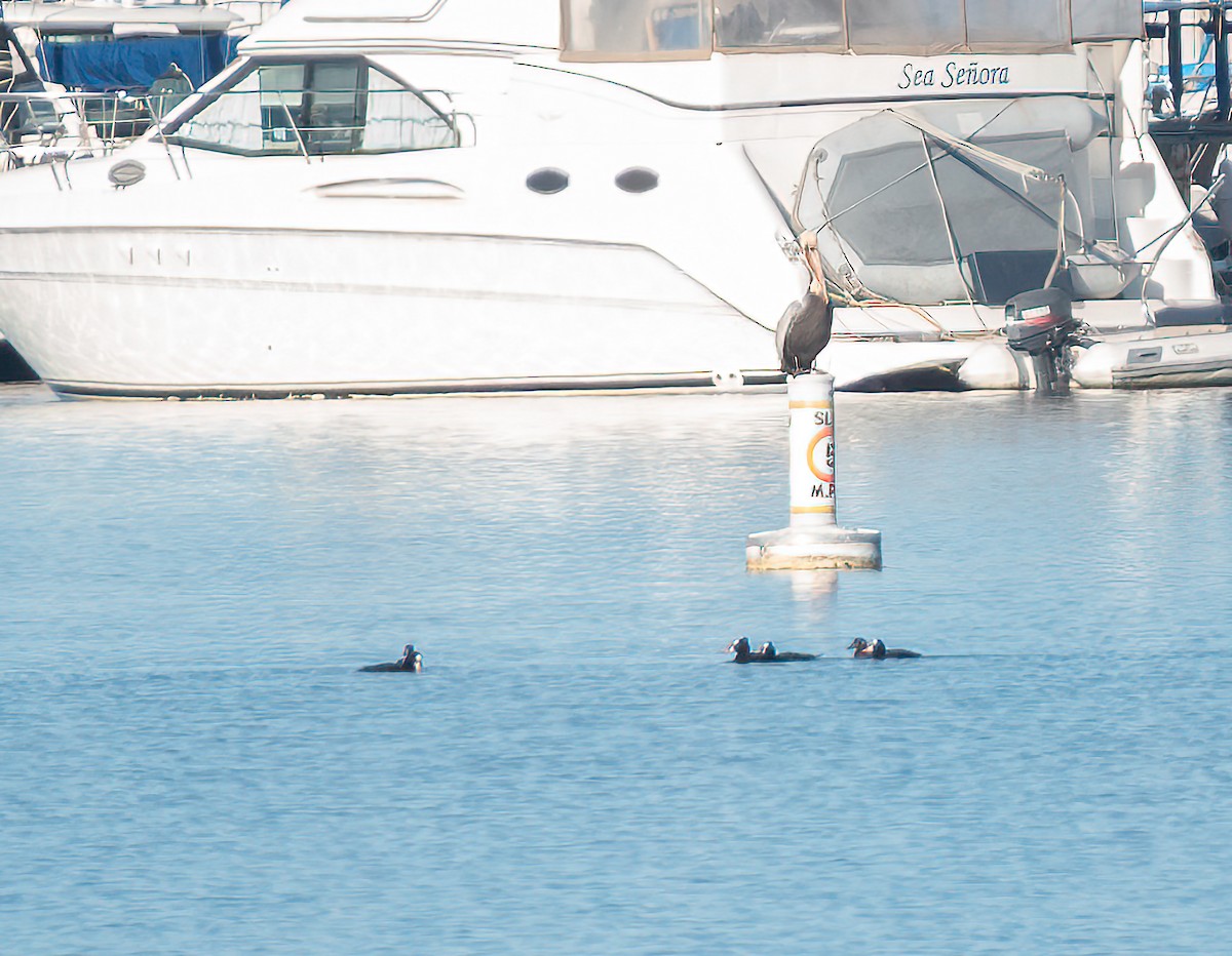 Surf Scoter - ML646871070