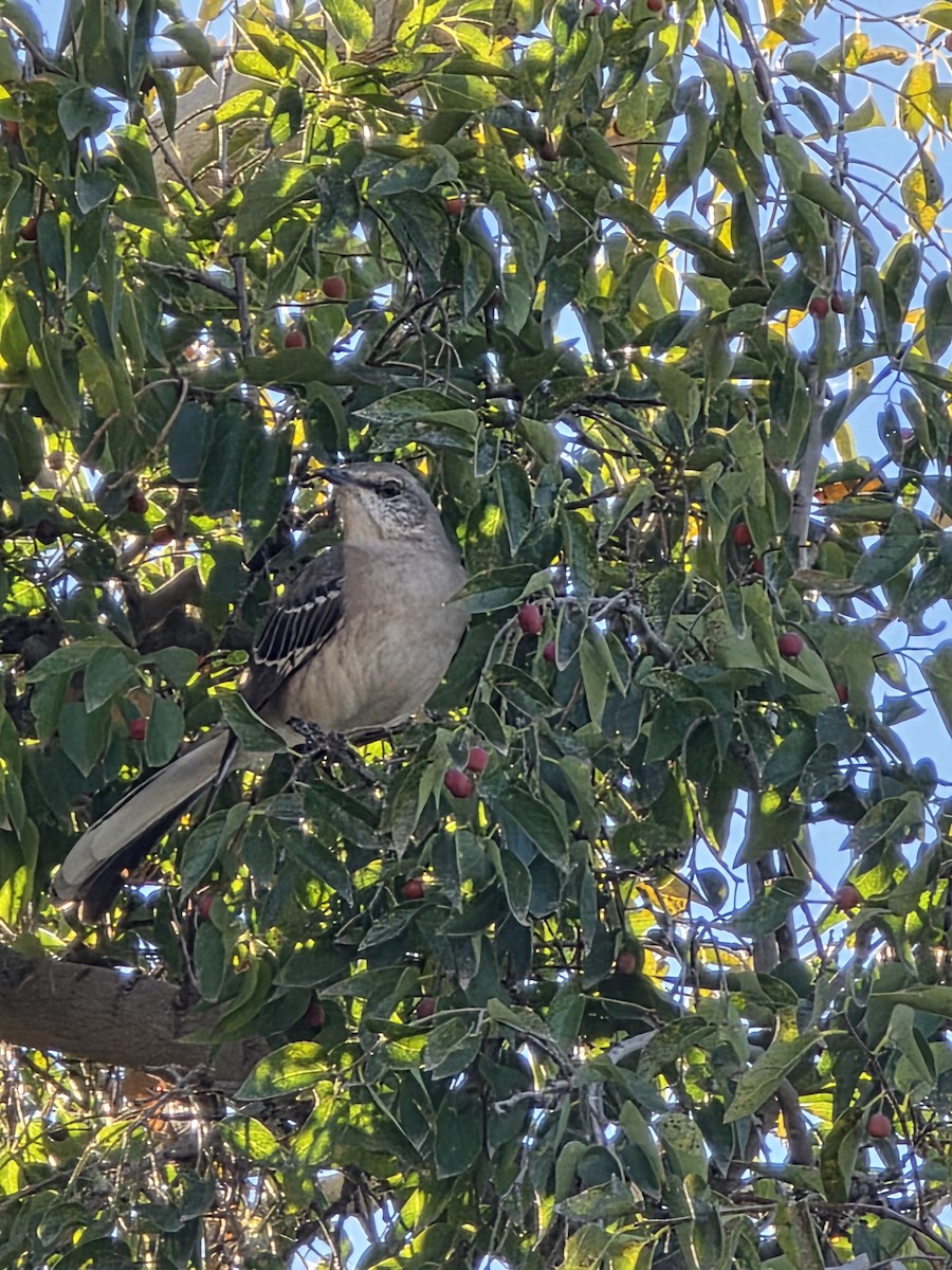 Northern Mockingbird - ML646871071