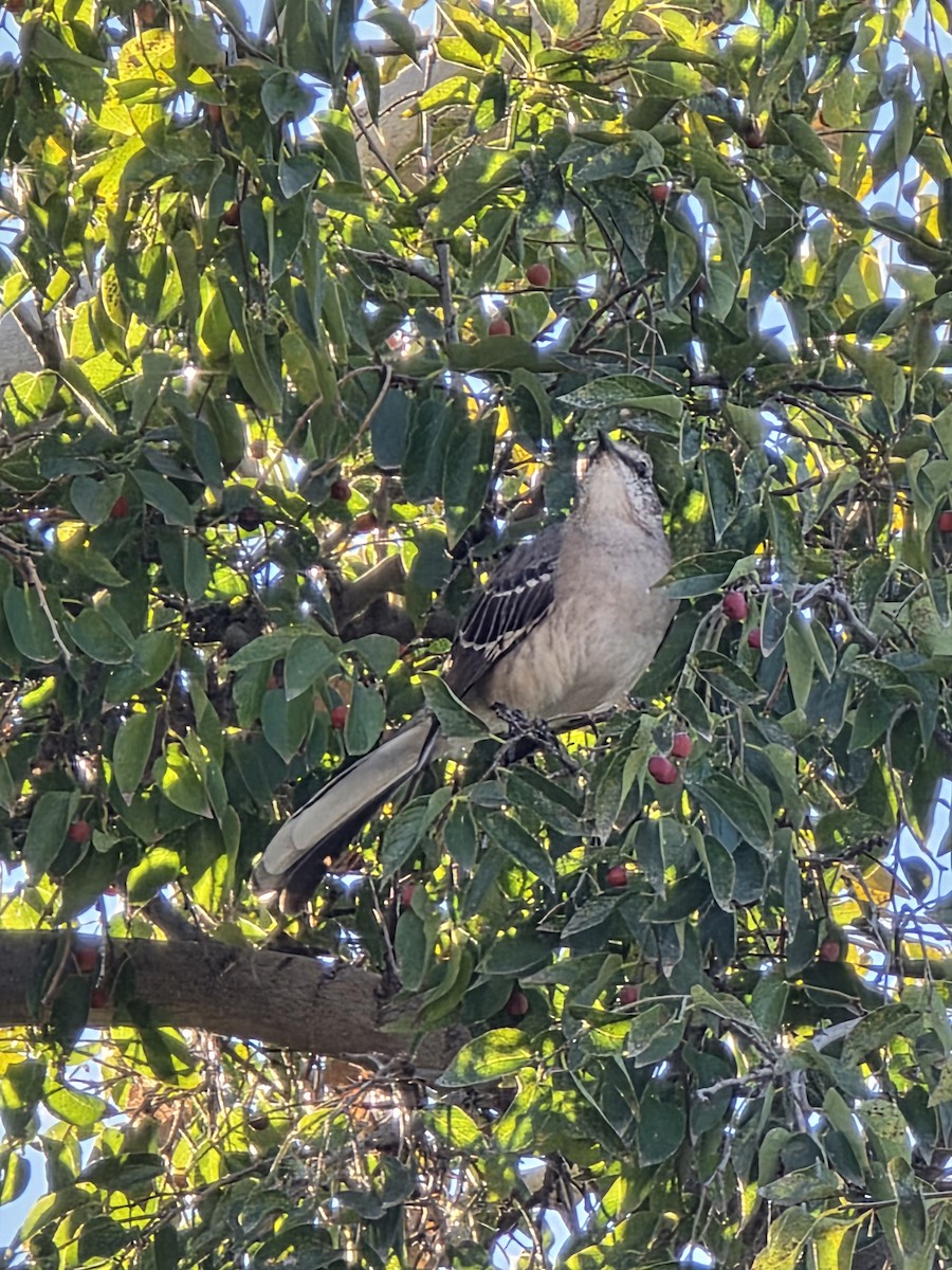 Northern Mockingbird - ML646871072