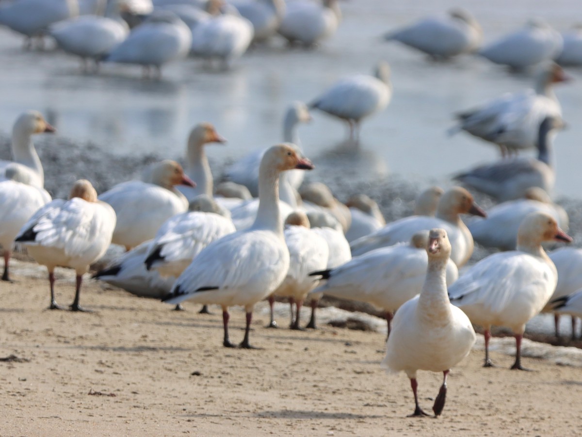 ハクガン - ML646871084