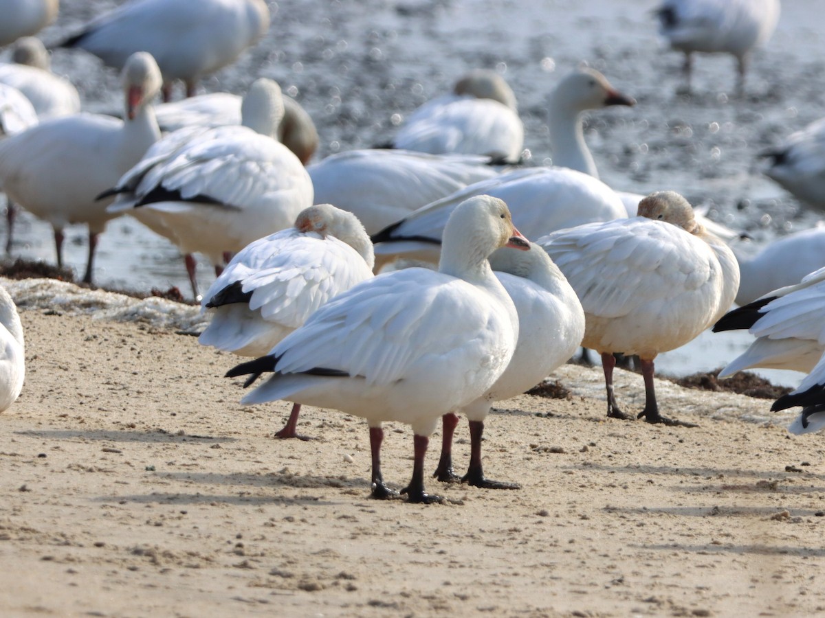 ハクガン - ML646871085