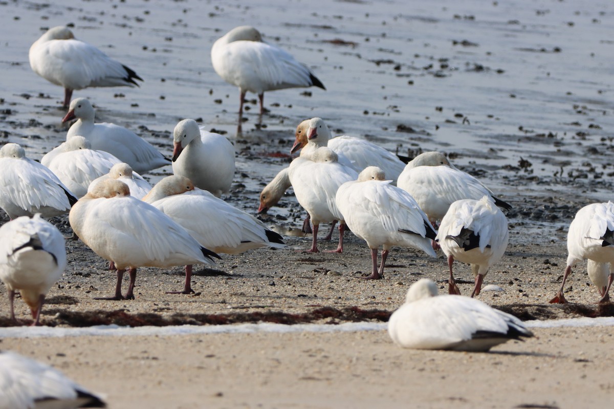 ハクガン - ML646871086