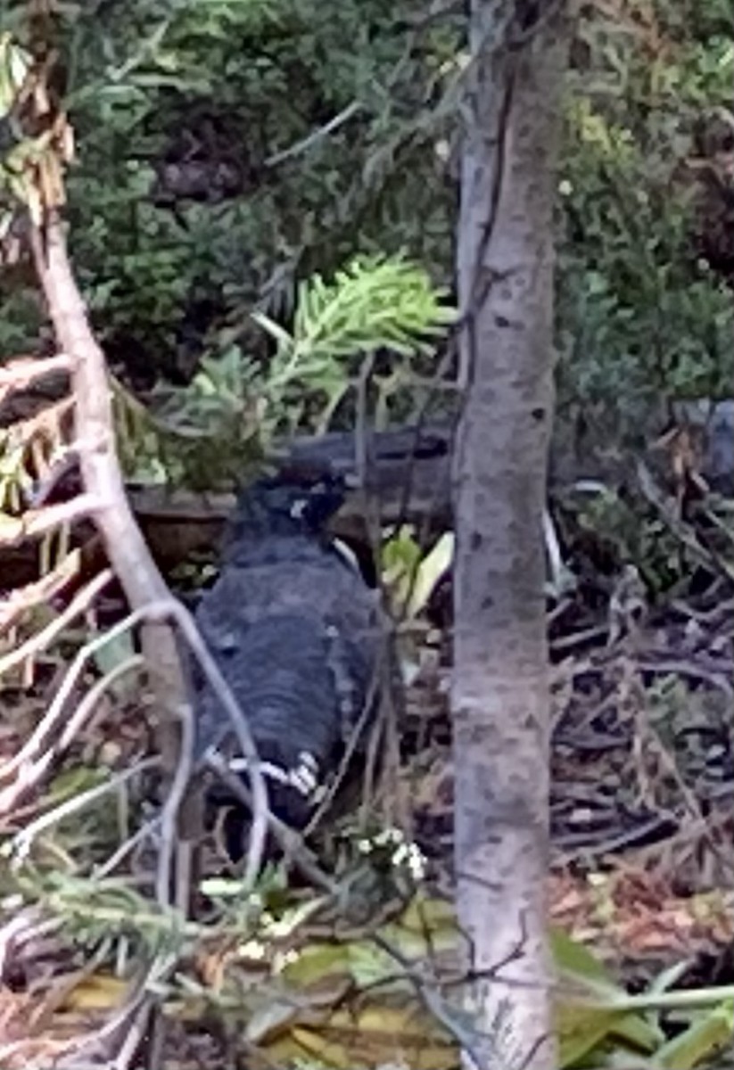 Spruce Grouse - ML646871087