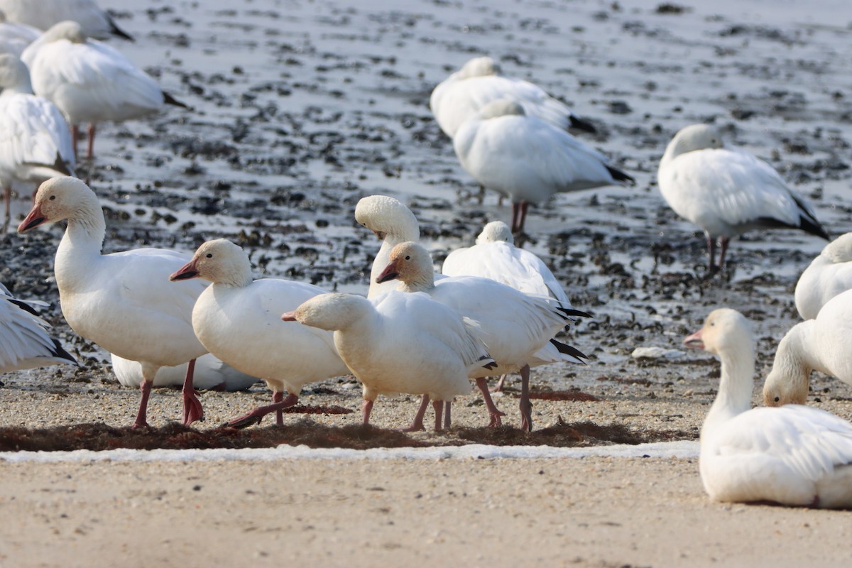 ハクガン - ML646871089