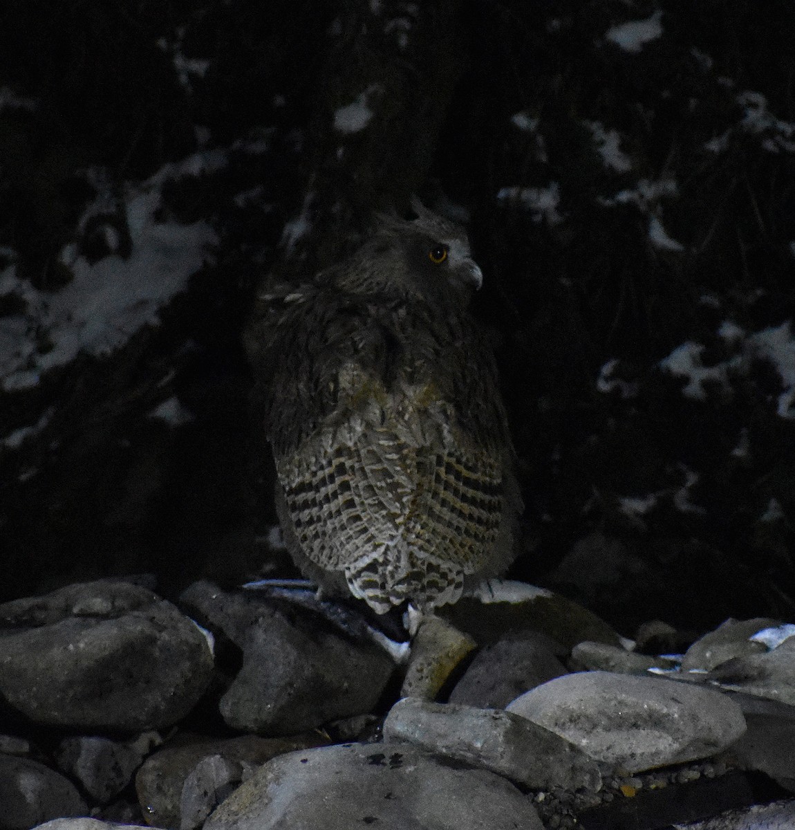 Blakiston's Fish-Owl (blakistoni) - ML646871093
