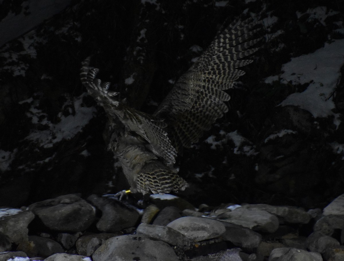 Blakiston's Fish-Owl (blakistoni) - ML646871094
