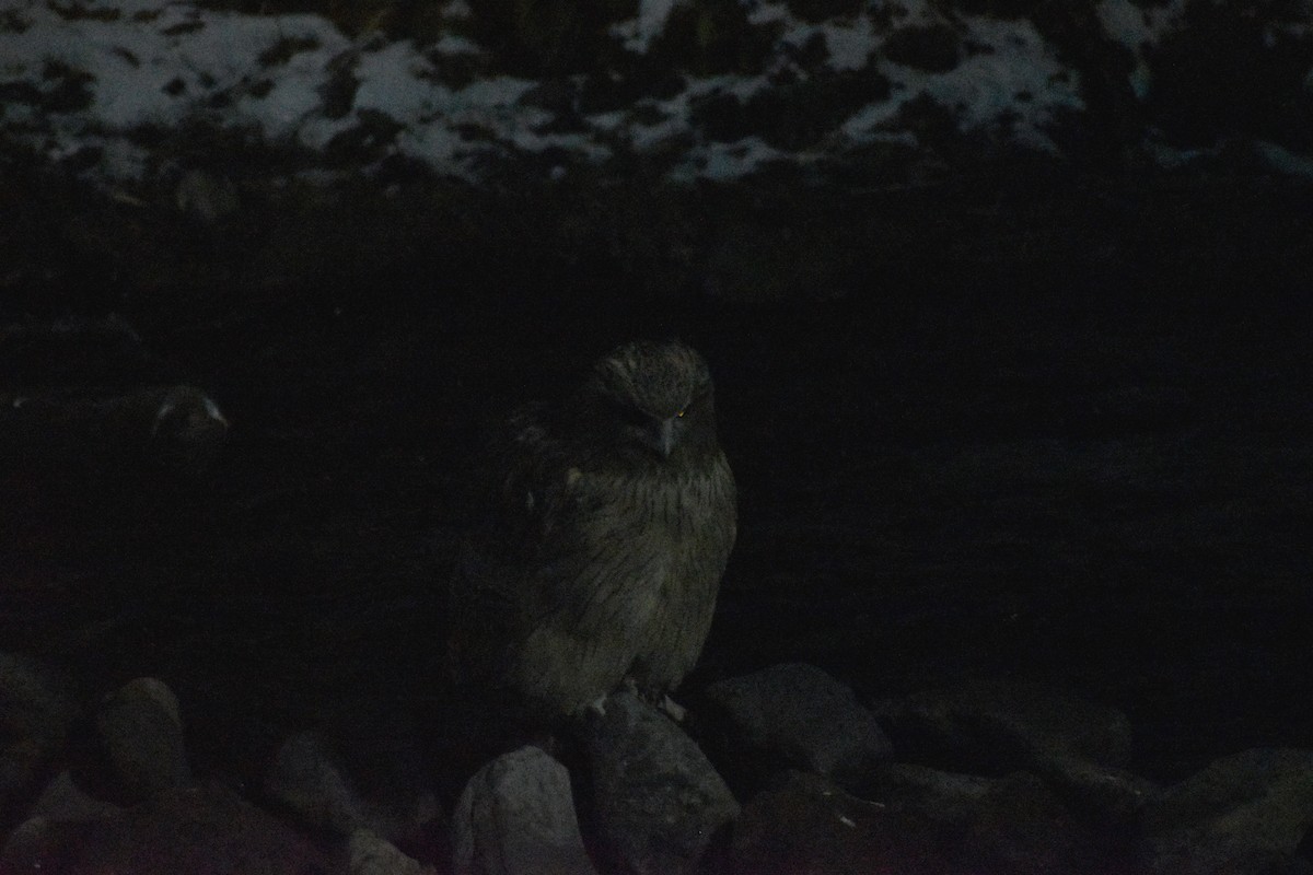 Blakiston's Fish-Owl (blakistoni) - ML646871095