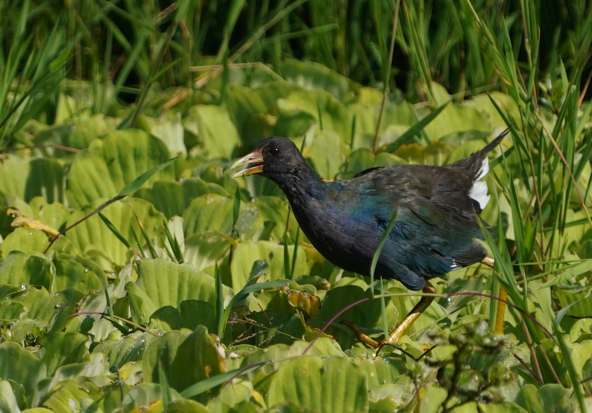 アメリカムラサキバン - ML646871096