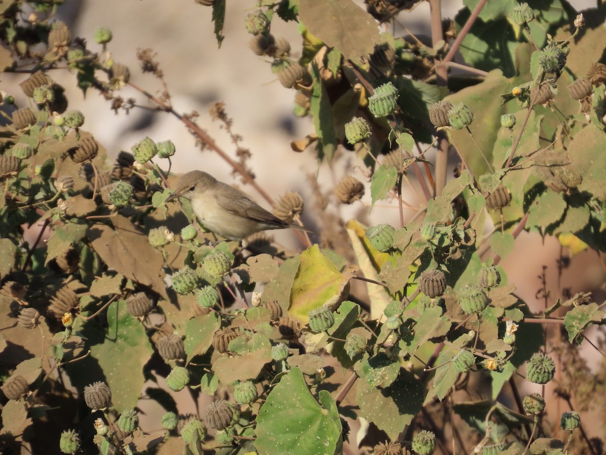 ヒメウタイムシクイ - ML646871098