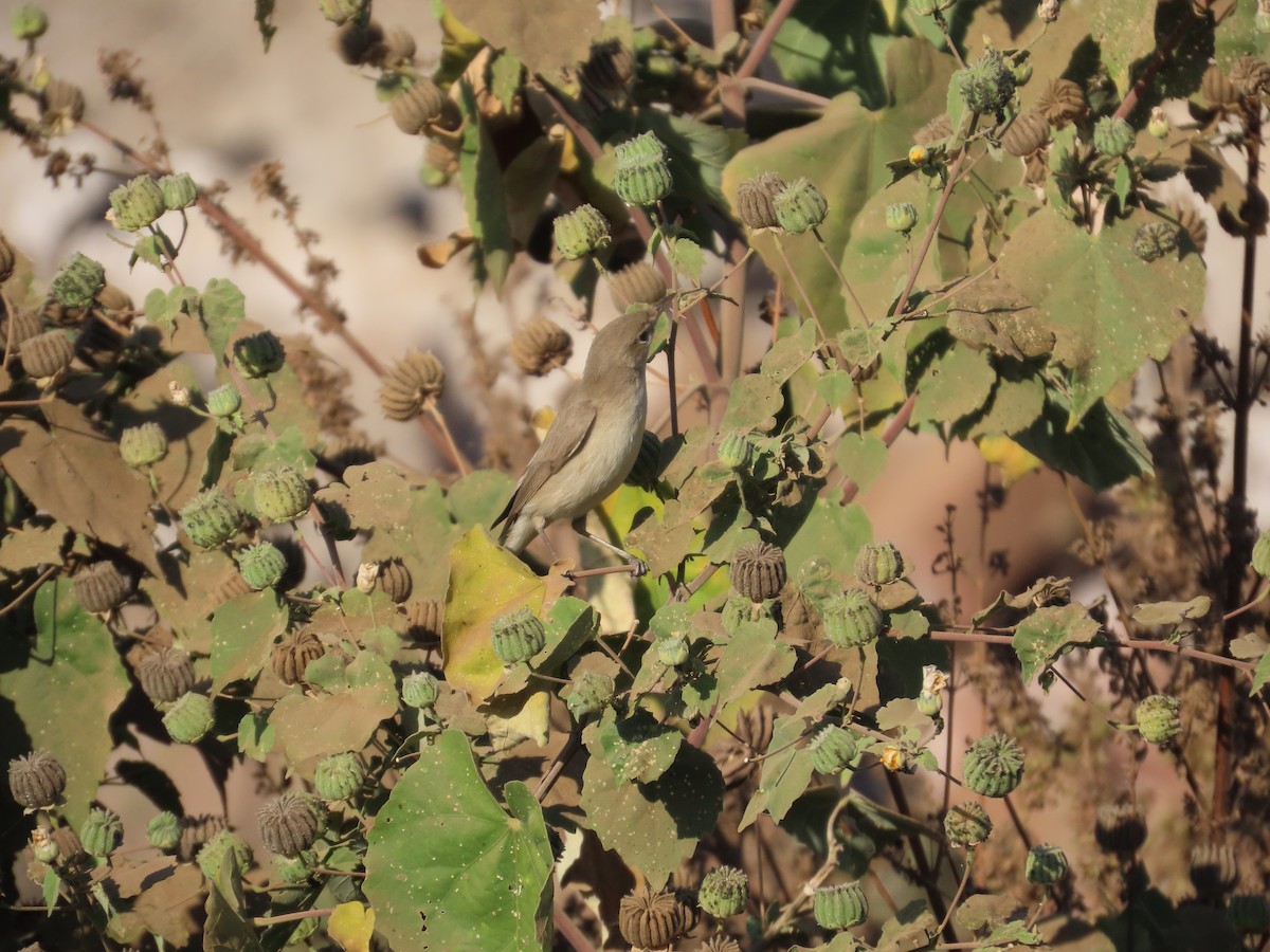 ヒメウタイムシクイ - ML646871099