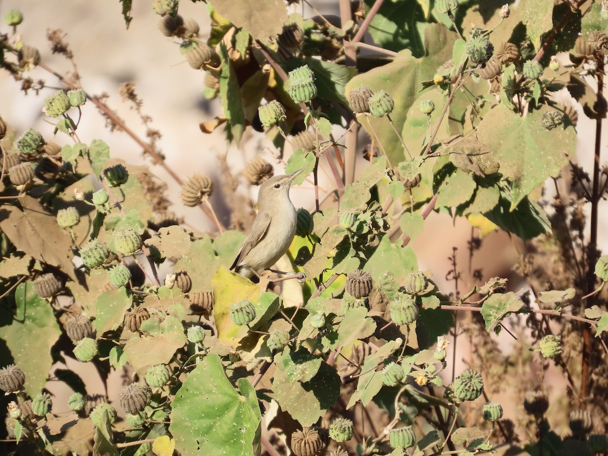 ヒメウタイムシクイ - ML646871100