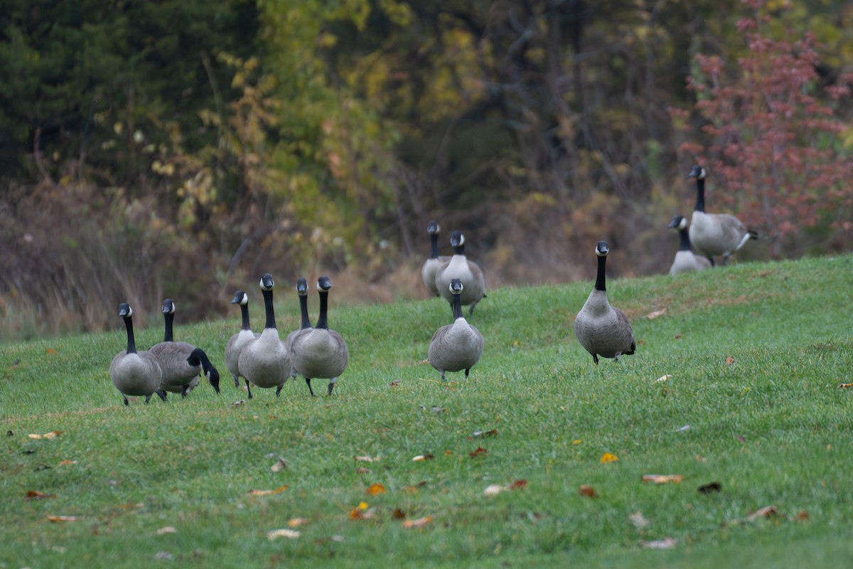カナダガン - ML646871101