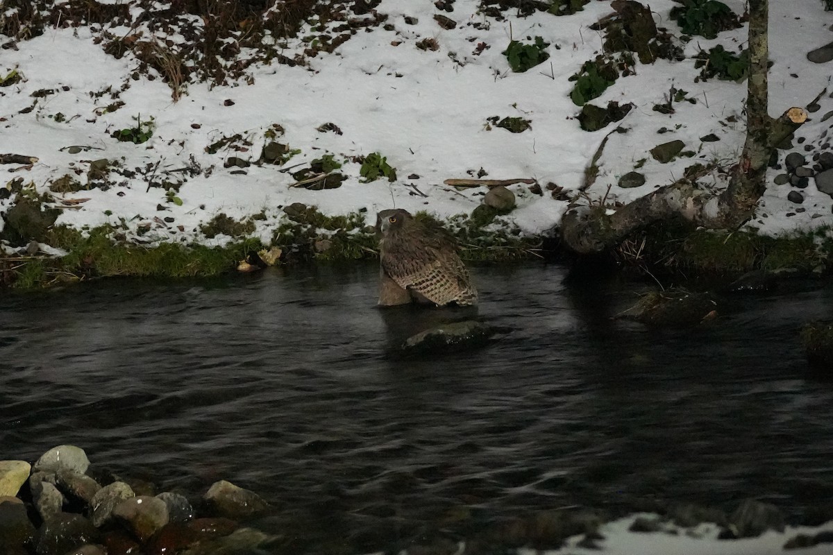 Blakiston's Fish-Owl (blakistoni) - ML646871103