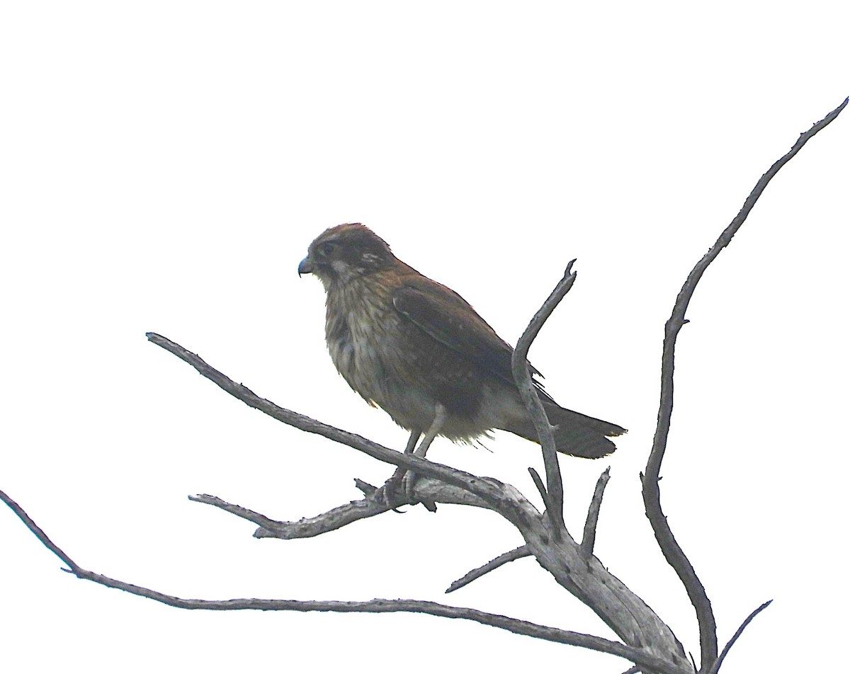 チャイロハヤブサ - ML646871104