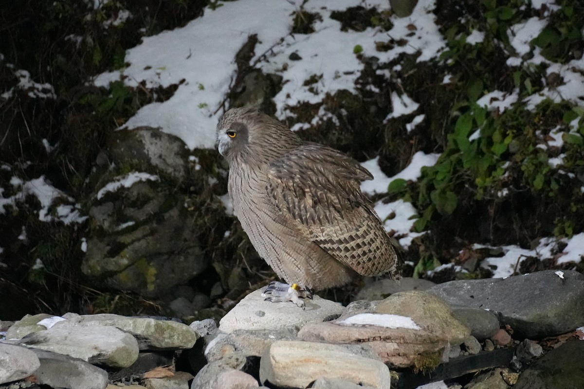 Blakiston's Fish-Owl (blakistoni) - ML646871105