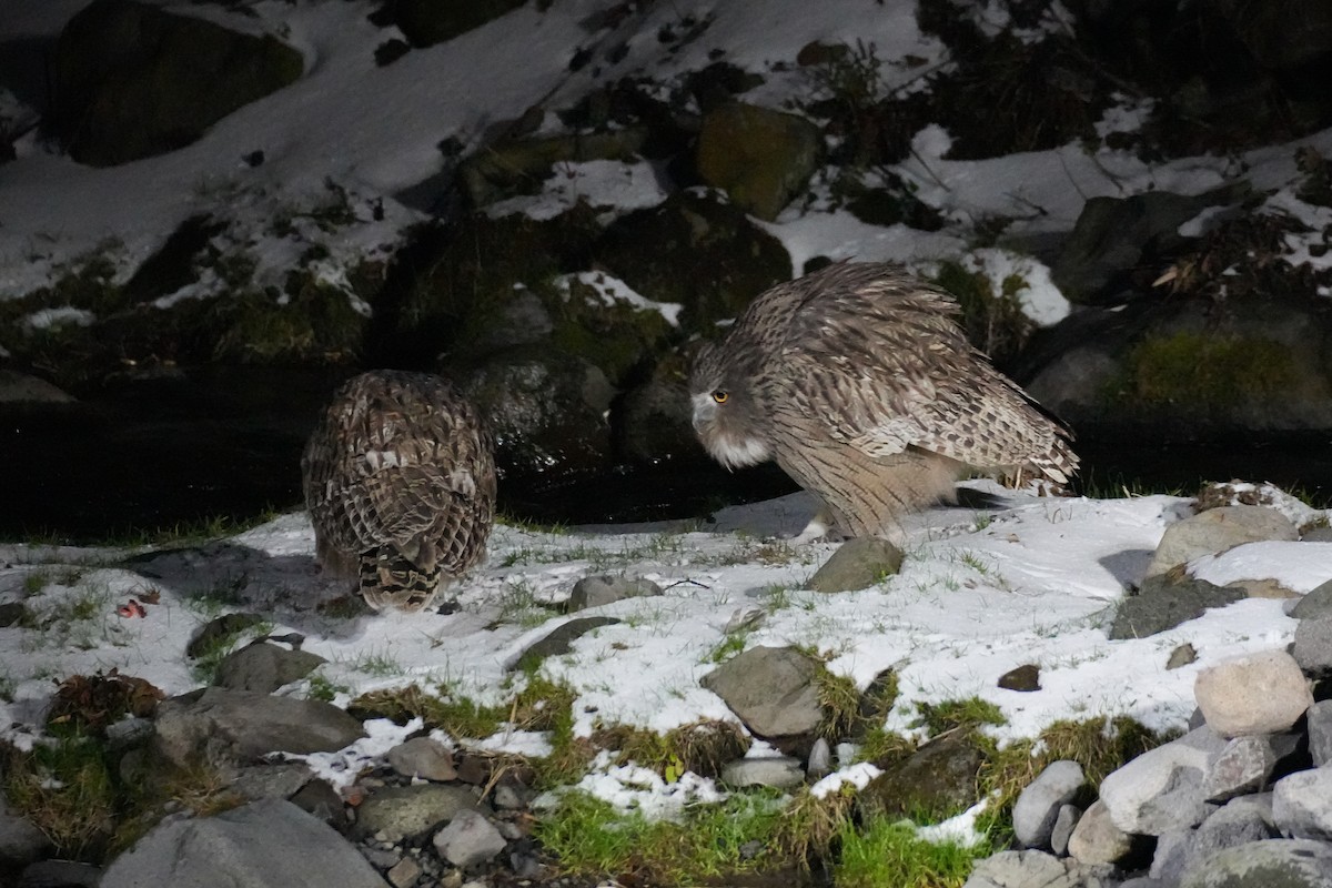 Blakiston's Fish-Owl (blakistoni) - ML646871106