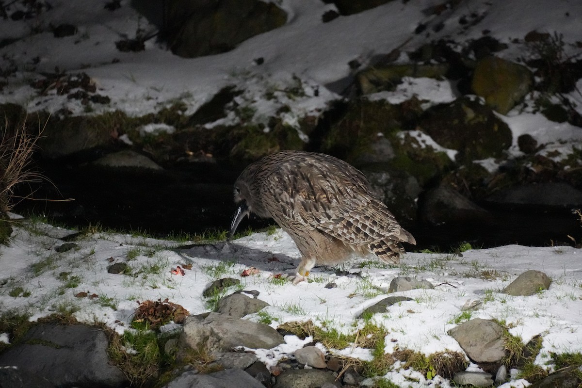 Blakiston's Fish-Owl (blakistoni) - ML646871107