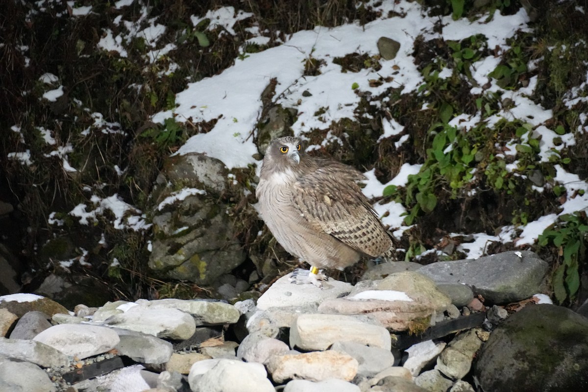 Blakiston's Fish-Owl (blakistoni) - ML646871108