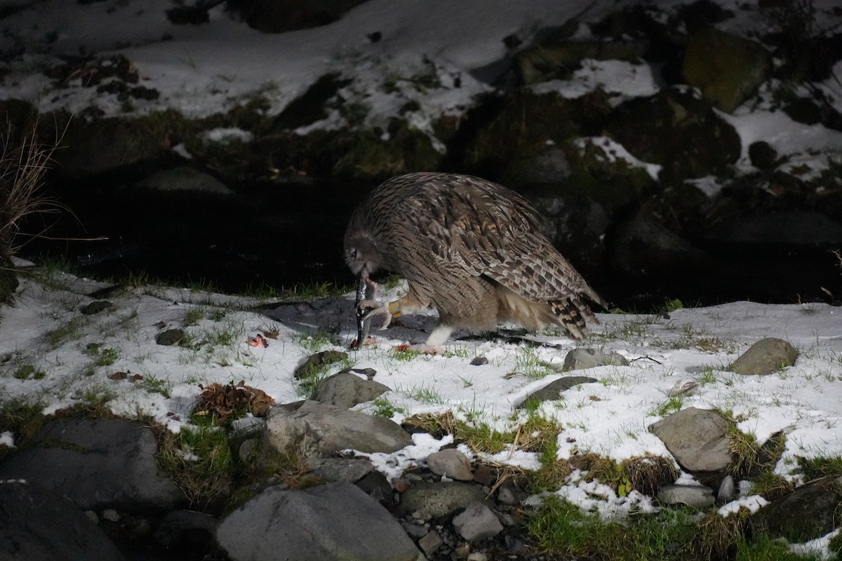 Blakiston's Fish-Owl (blakistoni) - ML646871110