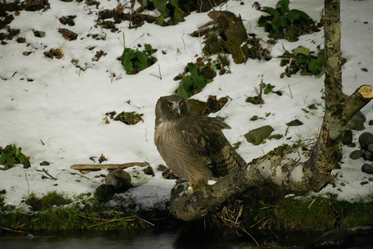 Blakiston's Fish-Owl (blakistoni) - ML646871111