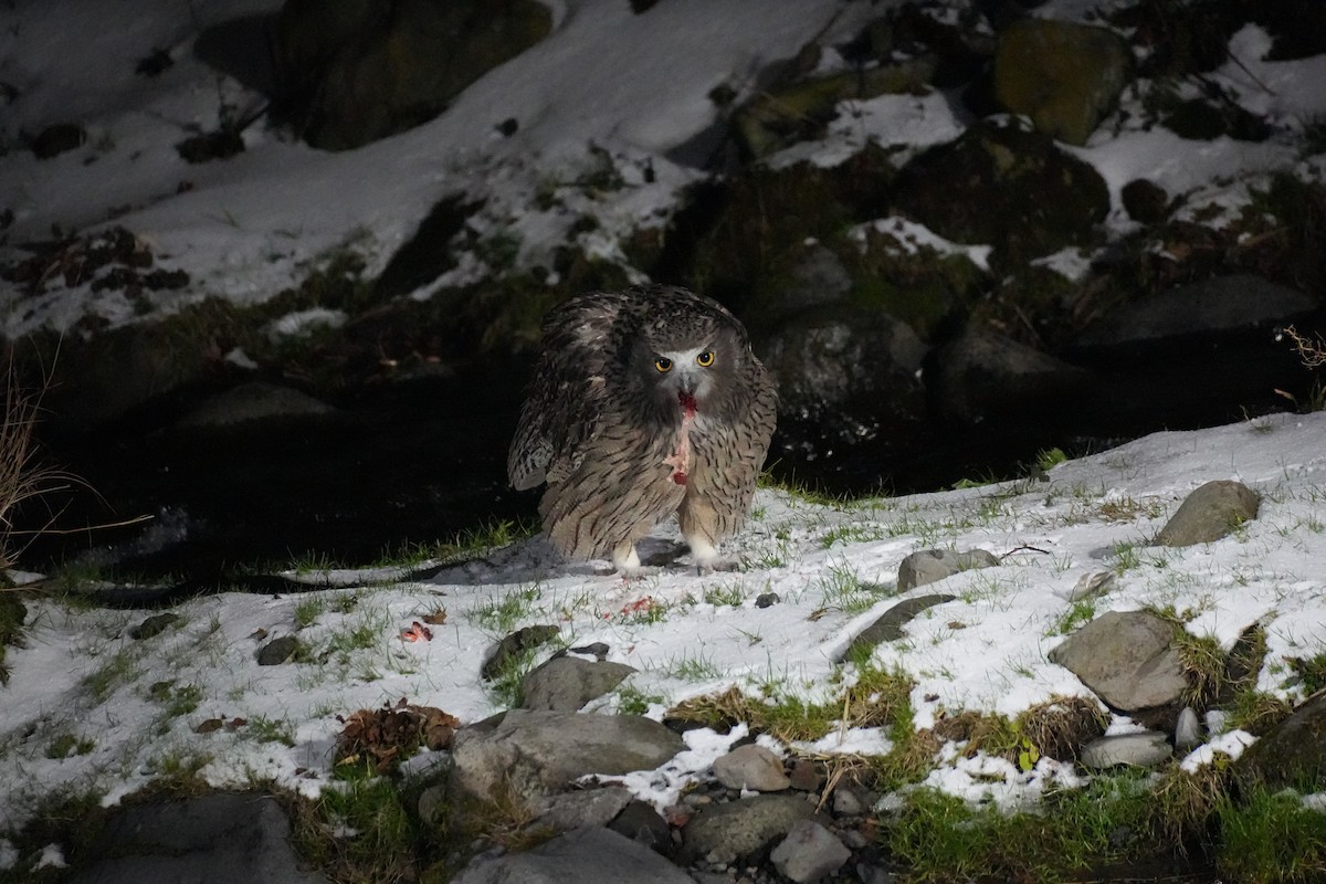 Blakiston's Fish-Owl (blakistoni) - ML646871112